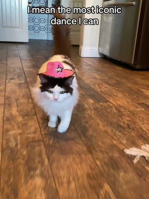 A post by @felinedionofficial on TikTok caption: POV: Your cat is a DCC Alumni @Dallas Cowboys @Dallas Cowboys Cheerleaders @Chewy #fy #netflix #foryou #funny #cats #pet #dog #DCC #NFL #america #fourthofjuly #pets #tiktok#onthisday 