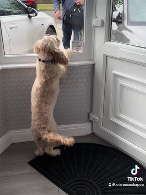 A post by @lolaroocockapoo on TikTok caption: Been waiting all day for Dad to come home! #fyp #foryoupage #dogsoftiktok 