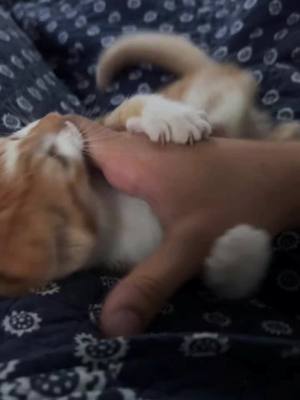 A post by @kino_716 on TikTok caption: #cats #foryou #fyp #catsoftiktok 