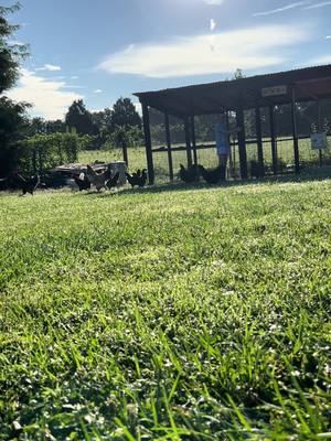 A post by @feralfarmky on TikTok caption: By request of the boyfriend and his bestie I present to you the morning chicken run #chickensoftiktok #minifarmlife #girlswhofarm