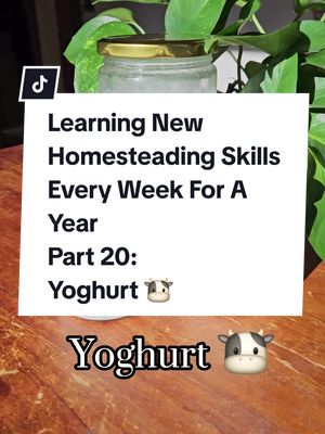 A post by @littlelindenhomestead on TikTok caption: Homemade Yoghurt 🐮 #littlelindenhomestead #homemade #homesteading #dairyproducts #dairy #homestead #homemadeyogurt #yogurt #healthyfood #yoghurt  #healthylifestyle #yogurthomemade #homemade #greekyogurt #healthy #homemadefood #breakfast #yogurtlover #freshyogurt #yogurtgoodness #naturalyoghurt #easyhomemade #easydiy #diyyoghurt 