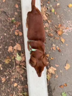 A post by @thehushpup on TikTok caption: My shadow  #dogsoftiktok #dachshund #dachshundsoftiktok 