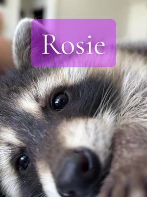 A post by @catsncoons on TikTok caption: #Rosie #Raccoon #Rescue #Animals #baby 