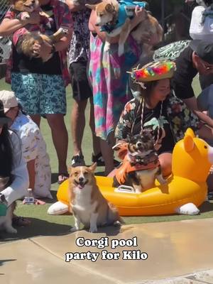 A post by @ziggy_thecorg on TikTok caption: Corgi pool parties are the best!  #corgisoftiktok #corgis #dogpoolparty #dogbirthdayparty 