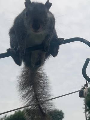 A post by @heyitslee_bekind on TikTok caption: Bold little squirrels. 😂 #freefood #buffalony #breakfast #squirrels #funny #cute #takeallyouneed 