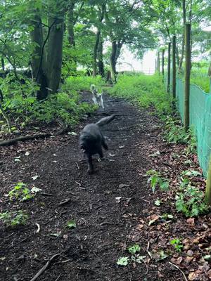 A post by @happyhuskie.s on TikTok caption: What a fun day😋🐾🌳 #dogs #dogsoftiktok #cockapoo #husky #dogofflead #labrador 