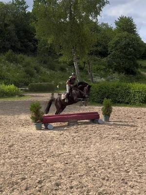 A post by @lisa.cvst on TikTok caption: Wart ihr schonmal in einem Geländepark? 🌳🐎  #roiboy#roiderrappe#roiderlappen#horse#horsegirl#trending#fyp