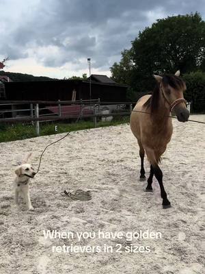 A post by @elegido_my_companion on TikTok caption: Elfi 🐾 & Justino 🐴🧡 #horseanddog #spanishhorse #funnyhorse #funnydog #goldenretrieverlife #bodenarbeit #pferdeliebe #fy #horsetraining #animallover #hundeliebe 