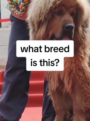 A post by @poochnsmooch on TikTok caption: What dog breed is this? My dog thinks he is one of them. I disagree. #bigdog #fyp 