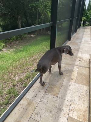 A post by @jakethetripawdweim on TikTok caption: No words… 😂 #beepbeep #dog #fypdog #weimaraner #rescuedog #tripawd #tripawddog #weim 