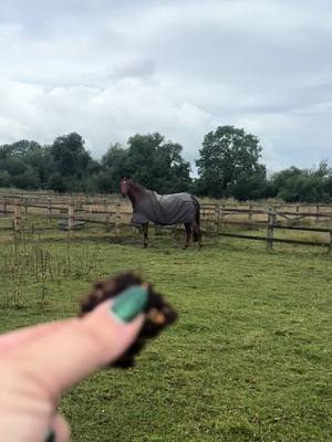 A post by @loosecanonjack on TikTok caption: The bestest boy deserves the best #fyp #equine #horse 