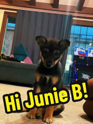 A post by @xolove_mo on TikTok caption: Junie Boonie checking in! #puppy #pup #puppylove #puppytiktok #puppytok #puppiesoftiktok 