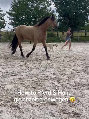 A post by @elegido_my_companion on TikTok caption: 🐾🐴🧡 #hundeleben#pferdeleben#pferdetraining#dogsoftiktok#horsesoftiktok#fy#horsetok#horsemanship#goldenretrieverlife 