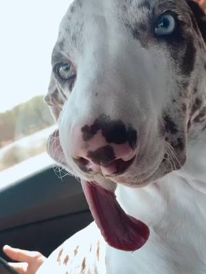 A post by @arrowtotherescue on TikTok caption: We asked dad for a new car and he said no ask, @Toyota  All we need is a little luck, likes,   Tags, and of course some Arrow drool 🤞🏽 @Toyota  He takes up the whole back seat & Now the front seat. It was a quick drive, ✨✨no animals were harmed during this trip. ✨✨