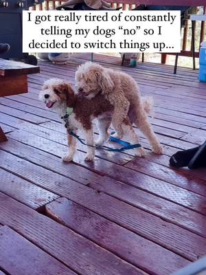 A post by @goldendoodles on TikTok caption: And then they have the nerve to pretend they don’t understand plain English 😤 #poodlelovers #parentinghacks 