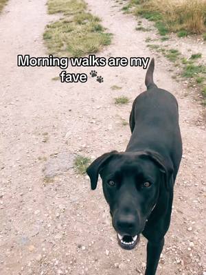 A post by @georgia.mayy7 on TikTok caption: Always attached to my hip bless her ❤️ #dogsoftiktok #fyp #labrador 