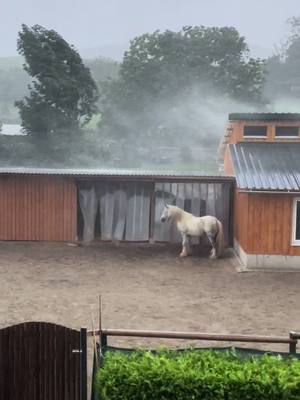 A post by @snow.viie on TikTok caption: Snow ist nun mal anders 🤪  #pferd #sturm #offenstall #unwetter #horsesoftiktok 