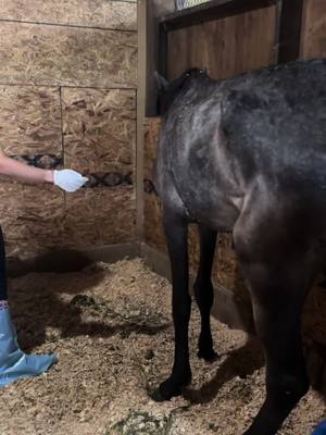 A post by @ohkaytacos on TikTok caption: Sterling has her veterinary appointment with Dr. Carly Mayer, where she is diagnosed as a 1/9 on the equine body scale and with a severe sinus infection. She has been placed on a refeeding program but her body is very fragile and her prognosis very guarded. Please keep her in your thoughts and prayers. #colbyscrew #ohkaytacos #horseresce  