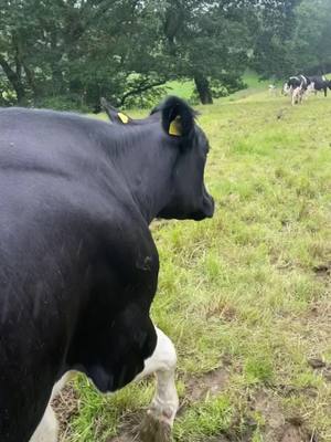 A post by @_celynrees on TikTok caption: Classy princess👩‍🌾 #farmersdaughter #agrigirl #fyp #welsh #agriculture #foryoupage #agrispec #farminguk #foryou #yfcdoitbest 