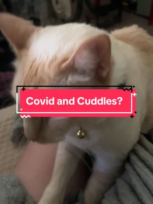 A post by @kaleidovision on TikTok caption: Being stuck in bed with Covid isn’t too bad when you have a little support group. They have all barely left my side. #animals #dogs #cats #covid19 #covid #germanshepherd #siamesecat #siamese #husky #rescuedog #rescuecat #adoptdontshop 