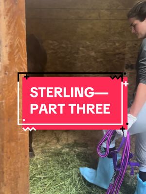 A post by @ohkaytacos on TikTok caption: Day two for Sterling came to cheers from our entire staff. Sterling is a severely emaciated horse that was dumped at public auction in horrific condition. Her bloodwork indicates her starvation was so severe, it caused organ damage. She is monitored 24/7 by our vets, staff and Ally. We are awaiting tests back to know what caused her sinus infection. She has started to open up and show more of her personality, and she is one the sweetest horses we have ever met. Please send good vibes and cheer Sterling on in the comment section (we read your comments to her) and make sure you are following us for more updates on her condition. Fight Sterling fight! #colbyscrew #ohkaytacos #horseresce 