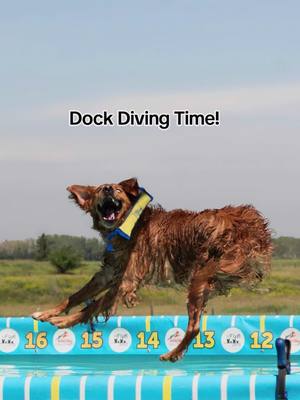 A post by @theobearthegolden on TikTok caption: Had so much fun trying Air Retrieve for the first time in this dock diving competition! Had such a blast at K9 Fun Centre in Calgary!  #k9funcentre #northamericandivingdogs #summertime #nadd #dockdivingdogs #dockdiving #dogsports #sports #pool #dogsoftiktok #canadian #fyp #foryou #goldenretriever #sportdogs #sillydog 