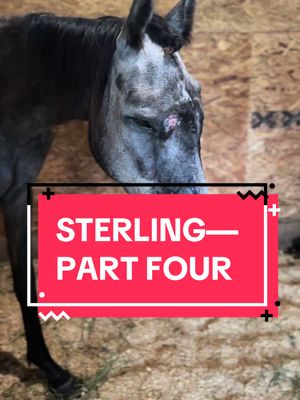 A post by @ohkaytacos on TikTok caption: This one just about broke my heart to make. Having a horse in this bad of shape means two steps forward and one step back most days. Its so hard for me to see Ally love Sterling so fiercely knowing heartbreak could be so close… we received more test results back indicating Sterling’s immune system is in hyperdrive and is attacking her. We must start her on more intense meds to try and calm it down. Its terrifying and we have been in touch with our local equine hospital hourly, who told us the best thing we could do is begin treatment without any more stress. This would normally be no big deal if she wasn’t so skinny… but side effects and negative outcomes are more real due to her condition. Please, please pray and send good vibes for Sterling. Our vets are monitoring her 24/7 and we are fully prepared to throw her on the trailer to EMC if needed, but for now, we push forward bravely. Please fight, Sterling. We love you so much and understand if you are too tired, but we would really like you to stay. Please keep your comments kind. This horse is more loved than you know and we would do anything possible to save her, but need to listen to the vets on her case. #colbyscrew #ohkaytacos #horseresce 