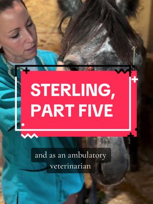 A post by @ohkaytacos on TikTok caption: This video is dedicated to all the veterinarians and their staff who work so tirelessly to save their patients, but most especially to our supervet Dr. Carly Mayer who loves and fights as fiercely as the entire CCR team. We could not do this without your incredible dedication. It is a good update for Sterling, the starved horse we recently rescued. Her appetite and energy has doubled, her fever broken, and things are looking positive indeed. We are not out of the woods yet so follow for more Sterling updates right here at Colby’s Crew. #colbyscrew #ohkaytacos #horseresce 