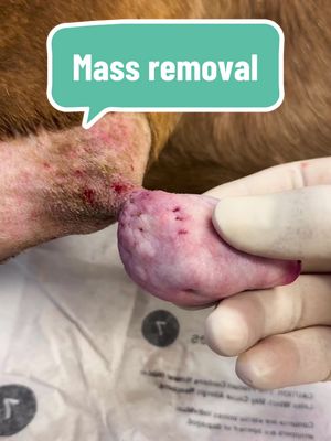 A post by @dr.b_veterinarian on TikTok caption: Here we are removing a noncancerous mass from a dogs elbow. Noncancerous, or benign, refers to a condition, tumor, or growth that is not cancerous and does not spread to other parts of the body. #veterinarysurgery #breakingnews #trump #outside #fyp