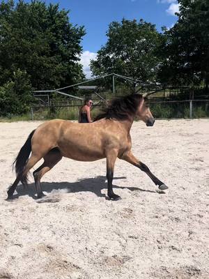 A post by @elegido_my_companion on TikTok caption: Libertywork 🪽🧡  #freiarbeitmitpferd #libertyhorse #libertytraining #bodenarbeit #fy #purarazaespañola #fy