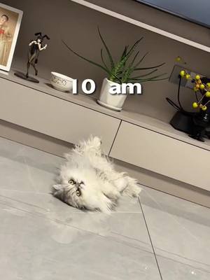 A post by @allanimall on TikTok caption: Envy the kitten every day #cat #catsoftiktok #animals 