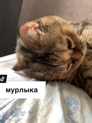 A post by @lisya_alisa on TikTok caption: сладко мурлыкает в конце 🫶🏻 #catsoftiktok 