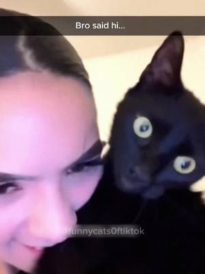 A post by @funnycats0ftiktok on TikTok caption: Part 54 | Cat attack mode! Funny cat videos #funnycats #funnyanimals #funnypets