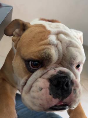 A post by @hulkdog6 on TikTok caption: Apapachame!! ❤️ #mascotas #bulldog #fypage #bulldogingles #manada #nodal #anime 