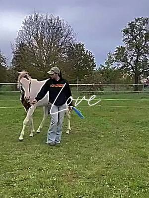 A post by @farbkleckspferde on TikTok caption: wie groß er einfach mit seinen 2 jahren schon ist. #2yr #stallion #painthorse #medicinhat #tobiano #Chestnut #vertrauen #stolz #countrylife #cowgirl #cowgirlup #horsmanship #goodfeeling #Love #fyp #viral #equestrian #CapCut 