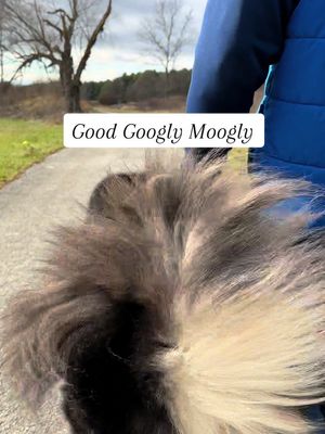 A post by @ruger_and_willow on TikTok caption: Good googly moogly  (Vid from this past winter) #goodgoogleymoogley #trendingsound #PetsOfTikTok #dogtok #tibetanmastiff  