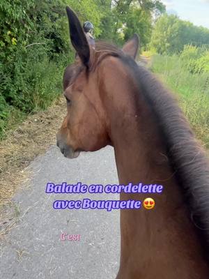 A post by @v_deole on TikTok caption: Les anti cordelette en balade en sueur 😂 . #horse #cheval #balade #cordelette 