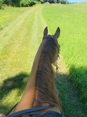 A post by @staceywoods458 on TikTok caption: Lilah girl ❤️ #keepliving #bestlife #horsebackriding #horsesoftiktok #fypシ゚viral #fypage 