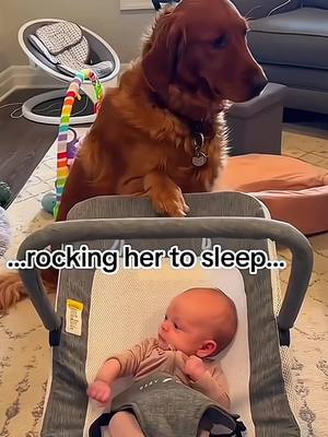 A post by @cute.pets209 on TikTok caption: Touching story between a baby and a dog ❤ #pet #cat #dog #cute #animals #foryou #typ 