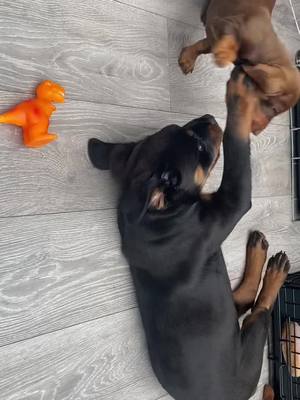 A post by @x.equestrian_tam.x on TikTok caption: When your big brother is a rottweiler 🤦‍♀️ been like this since day 1🐶  #fyp #rottweiler #dachshund #playing #dogsoftiktok #foryou 