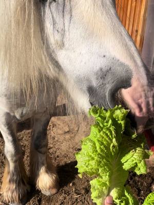 A post by @snow.viie on TikTok caption: Heute gabs Salat aus dem eigenen Garten 🥗  #pferd #salat #horsesoftiktok #horse 