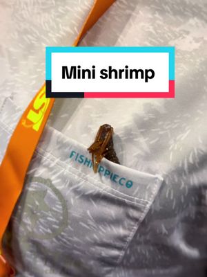 A post by @thereeljex on TikTok caption: DOA had the most adorable shrimp lure ever #fishing #megashrimp #fishinglures @CHEF OUTDOORS @DOA-LURES 