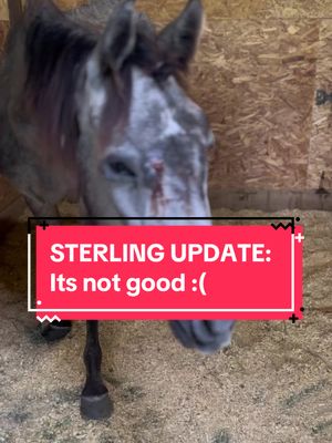 A post by @ohkaytacos on TikTok caption: VERY IMPORTANT STERLING UPDATE: The top hospital in the country told us that rehabilitating a horse as starved as Sterling was going to be two steps forward and then one step back. We took a step back with a gas colic due to some high weather fluctuations and Sterling changing from IV antibiotics to oral. We have added some additional ulcer protection (she was already on some), and our vets are monitoring her 24/7. She could use everyone’s prayers and good vibes. She has come way too far to give up now. #colbyscrew #ohkaytacos #horserescue 