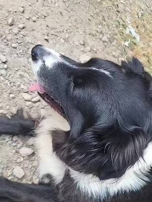 A post by @cookie_le_border_collie on TikTok caption: ❤️‍🩹 #prt #fyp #fypシ #fy #bordercollie♥️ #fyy #fyy 