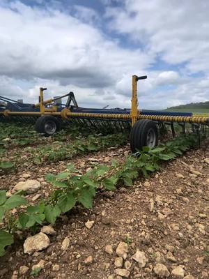 A post by @_matteo_249 on TikTok caption: Herse etrille dans les haricots blancs #organic #johndeere 