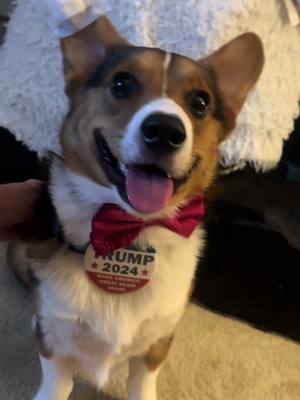 A post by @heatherh4386 on TikTok caption: #corgisfortrump #trump2024 #godblesstheusa #corgisoftiktok #pupsfortrump 