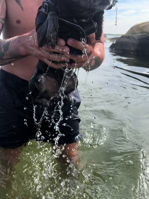 A post by @danielrystrand on TikTok caption: Little mermaid chihuahua 🐠 #dogsoftiktok #chiuahua #swimminglessons #mermaid 