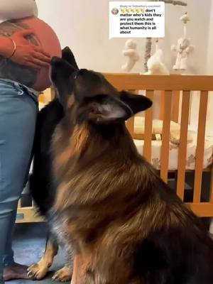 A post by @antisocial_shop on TikTok caption: Replying to @Tabbetha My dog ​​has been looking forward to the baby being born. I have to thank it. It helped me take care of my children #k9 #tactical #dog #germanshepherd #shepherd #dogs #dogsoftiktok #DogTraining #dogtrainer #respect 