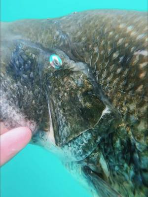 A post by @theflyfishingnation on TikTok caption: Open water Bass! ❤️#flyfishingnation #flyfishing #fishing 