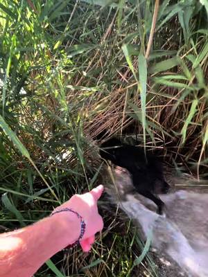 A post by @_matteo_249 on TikTok caption: L’élément perturbateur 🤡#chien #humour #fan #fou #dog #bordercollie #fyp #pourtoi 